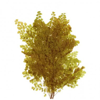 fougere-lutti-verde-oliva-