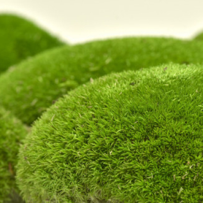 preserved-ball-moss-box-light-green (3)