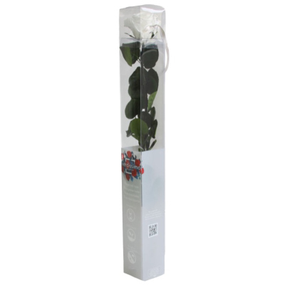 PRZ1000-05-rosa-tallo-standard