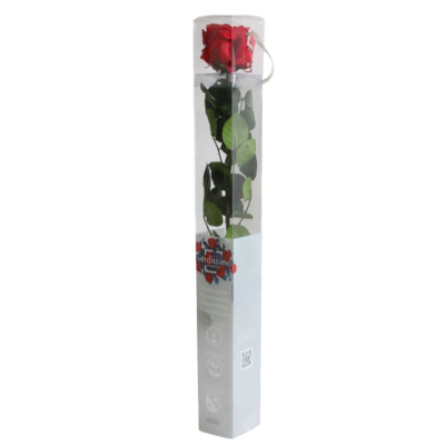 PRZ1200-05-rosa-tallo-standard