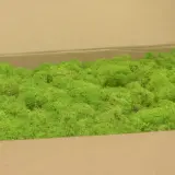 preserved-lichen-box-1-kg-light-green