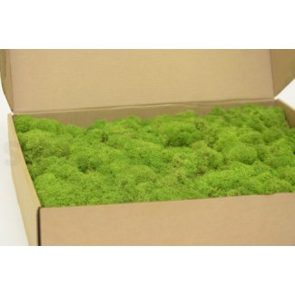 preserved-lichen-box-1-kg-light-green