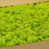 preserved-lichen-box-1-kg-lime-green