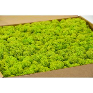 preserved-lichen-box-1-kg-lime-green