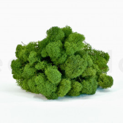 preserved-lichen-box-1-kg-nature-green