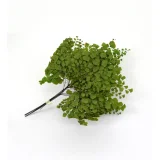 _vyr_1259_vyr_1252Adiantum---2--863x547