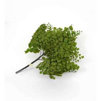 _vyr_1259_vyr_1252Adiantum---2--863x547